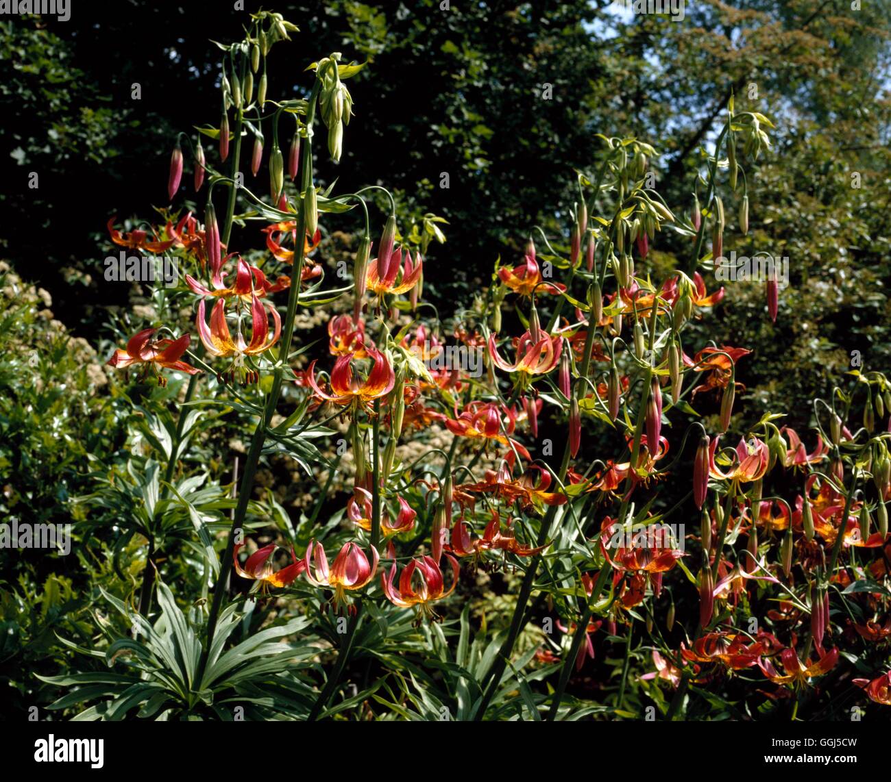 Lilium - `Cherrywood' (American Specie Hybrid)   BUL068370 Stock Photo